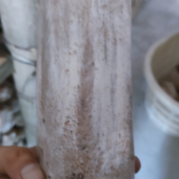 茯苓菌种，厂家直销量大从优合适请视频看货