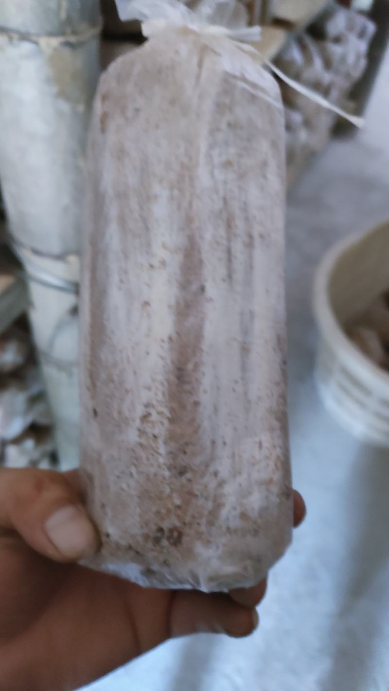 茯苓菌种，厂家直销量大从优合适请视频看货