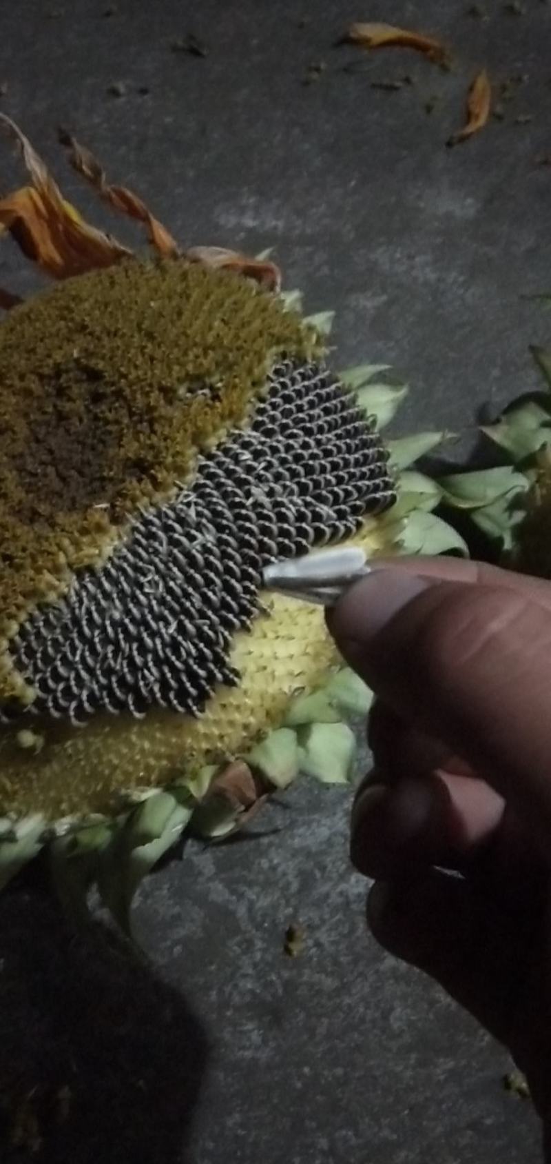 向日葵鲜食花盘