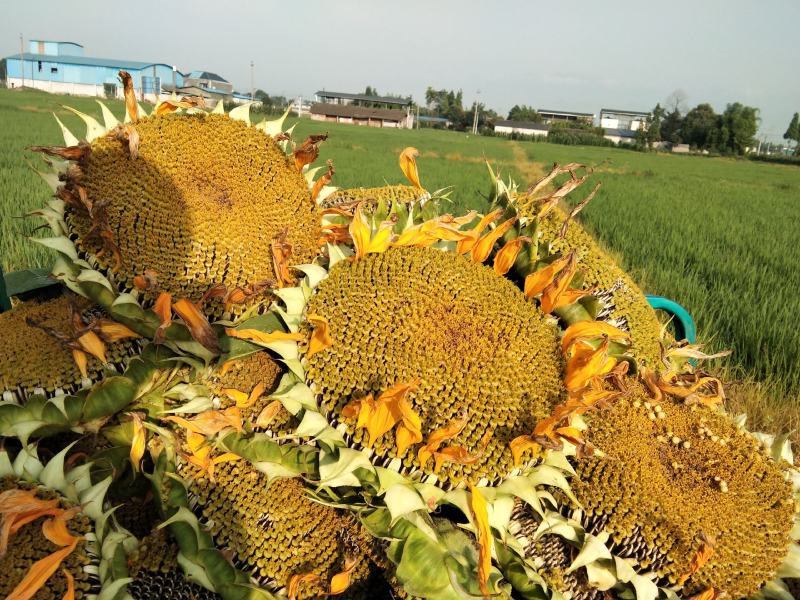 向日葵鲜食花盘