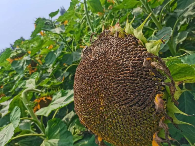 向日葵鲜食花盘