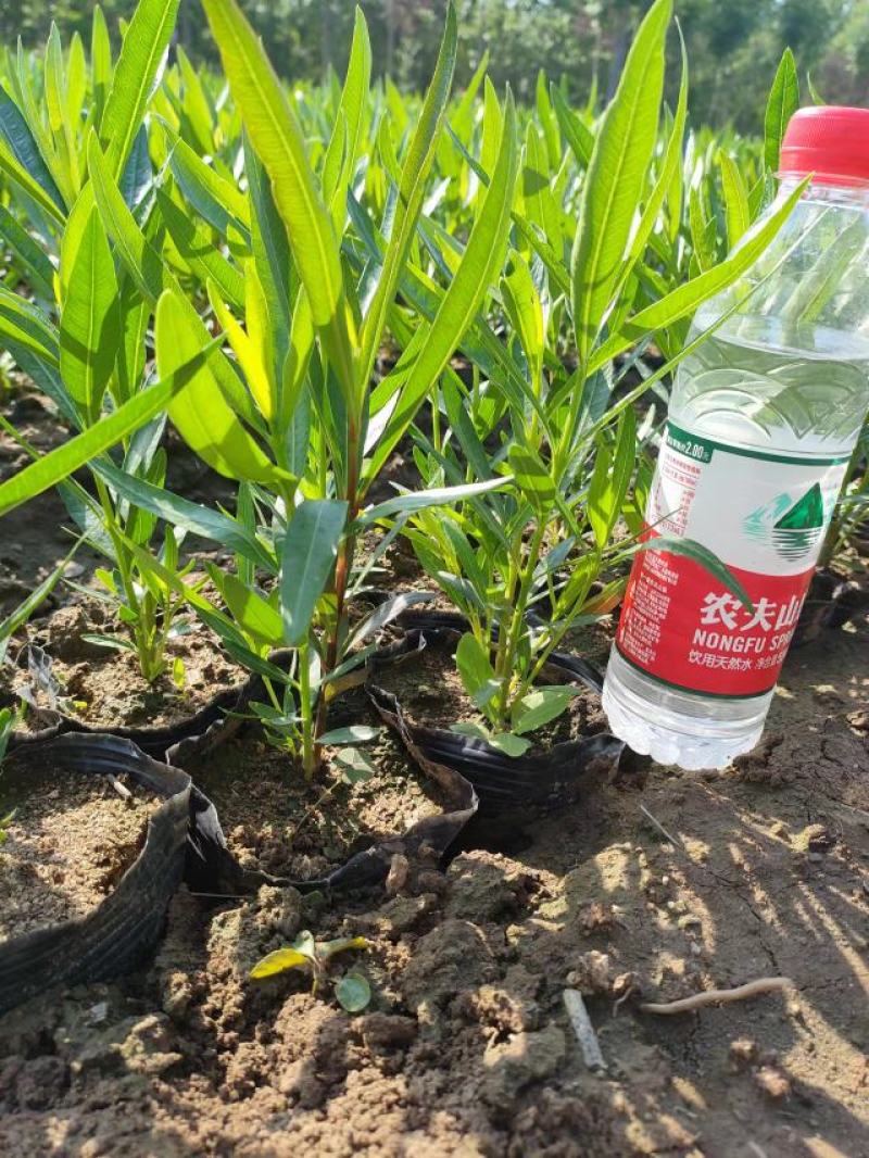 夹竹桃（营养杯夹竹桃容器苗地栽苗规格齐全