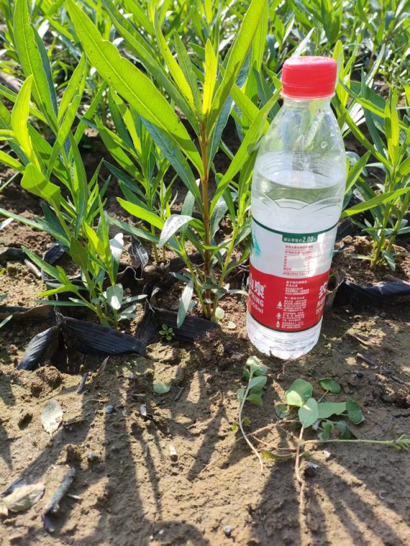 夹竹桃（营养杯夹竹桃容器苗地栽苗规格齐全