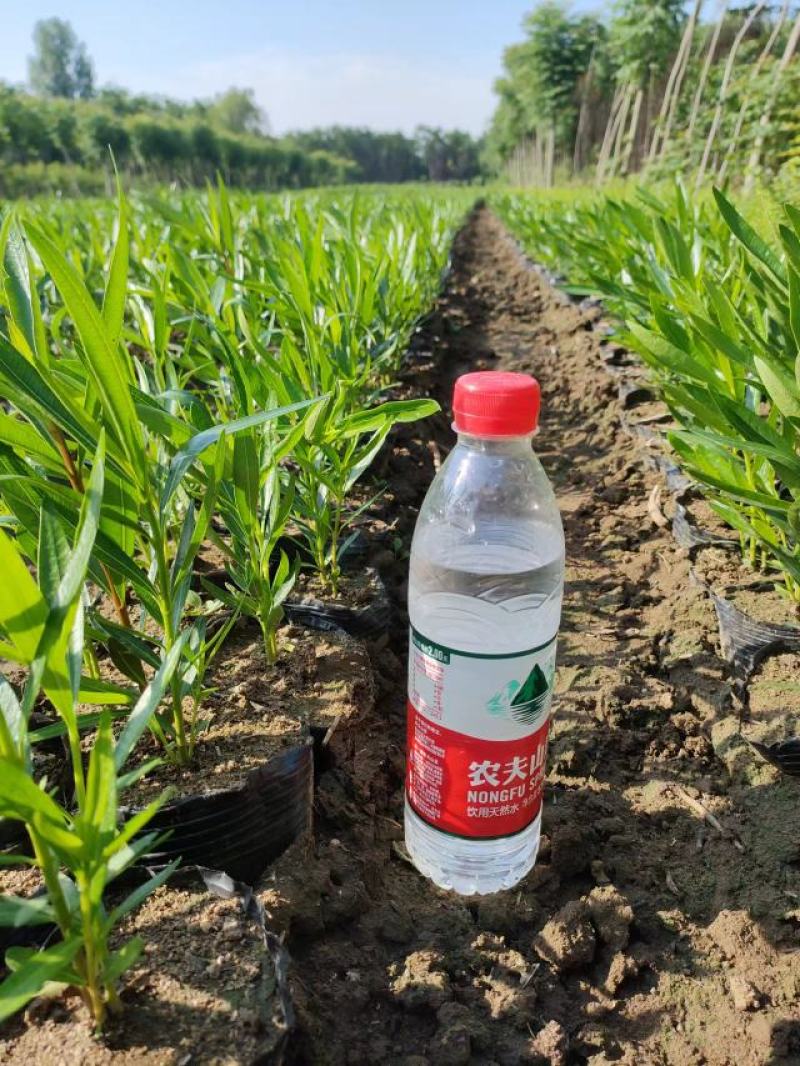 夹竹桃（营养杯夹竹桃容器苗地栽苗规格齐全