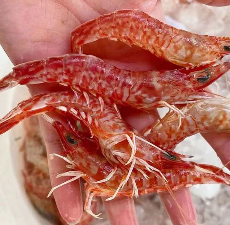 樱花虾斑点虾深海新鲜活冻火焰虾玫瑰虾刺身生腌品质