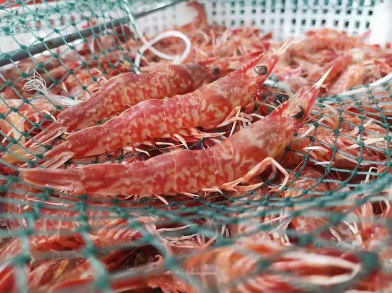 樱花虾斑点虾深海新鲜活冻火焰虾玫瑰虾刺身生腌品质