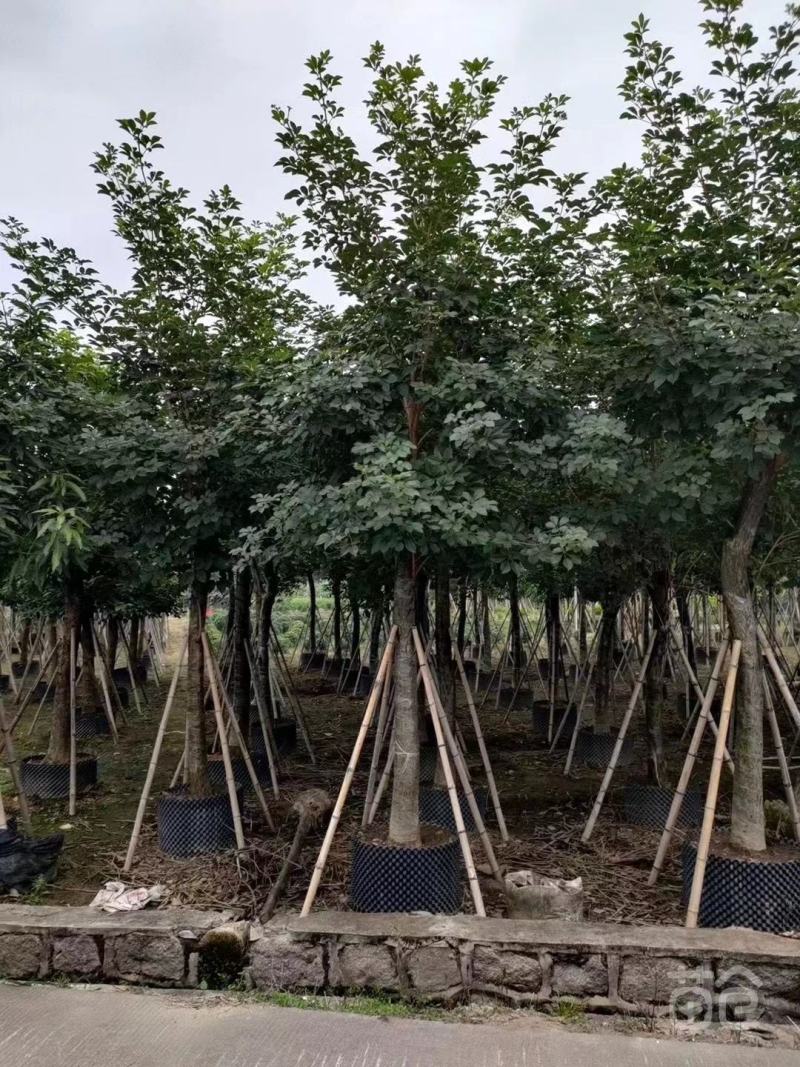 大量出售各种规格的黄花风铃木有须联系我质量保证