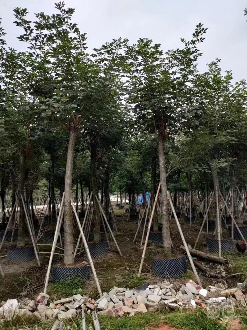 大量出售各种规格的黄花风铃木有须联系我质量保证