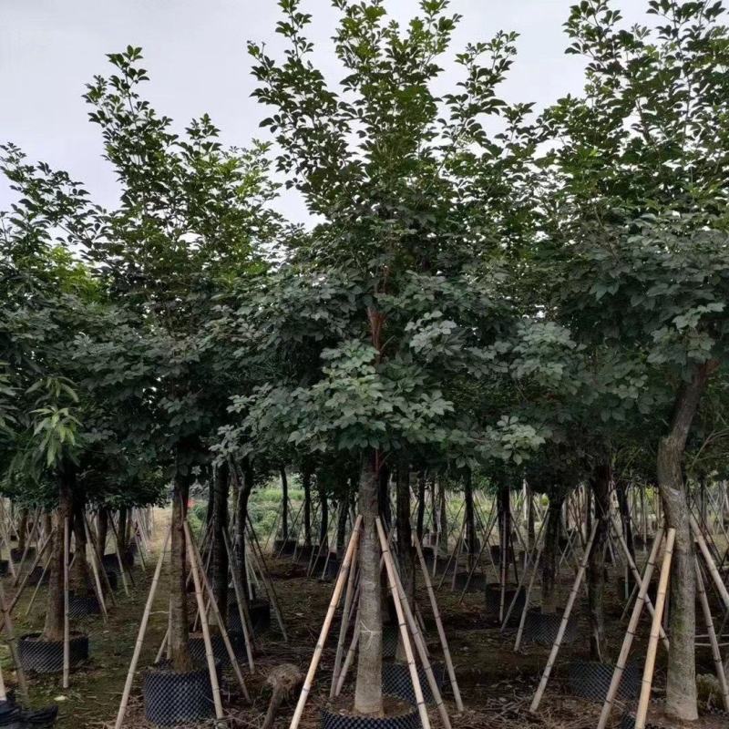 大量出售各种规格的黄花风铃木有须联系我质量保证