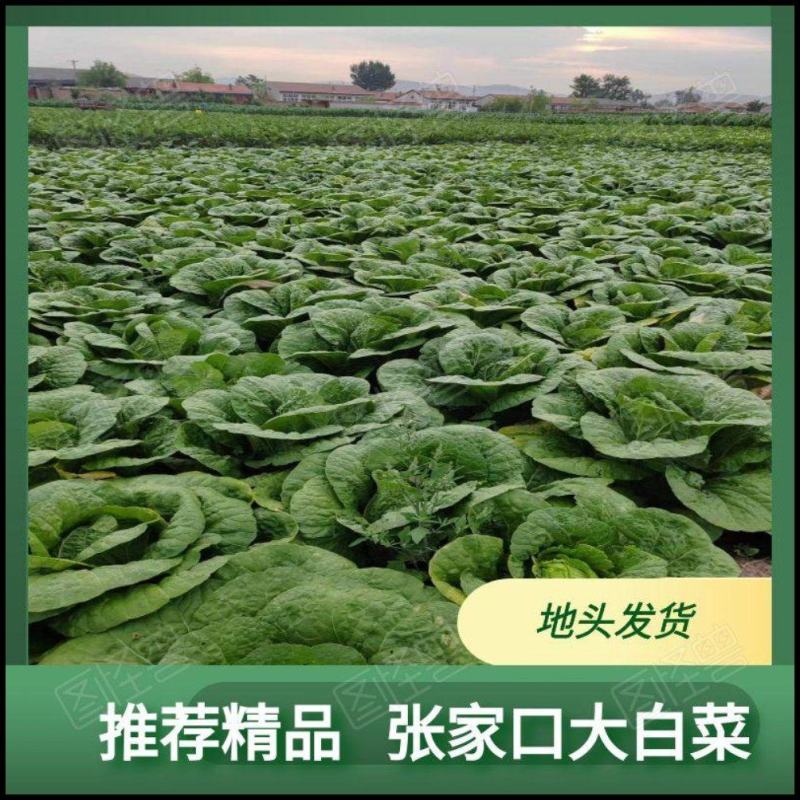 河北张家口精品大白菜，货源充足，全国发货，价格优惠