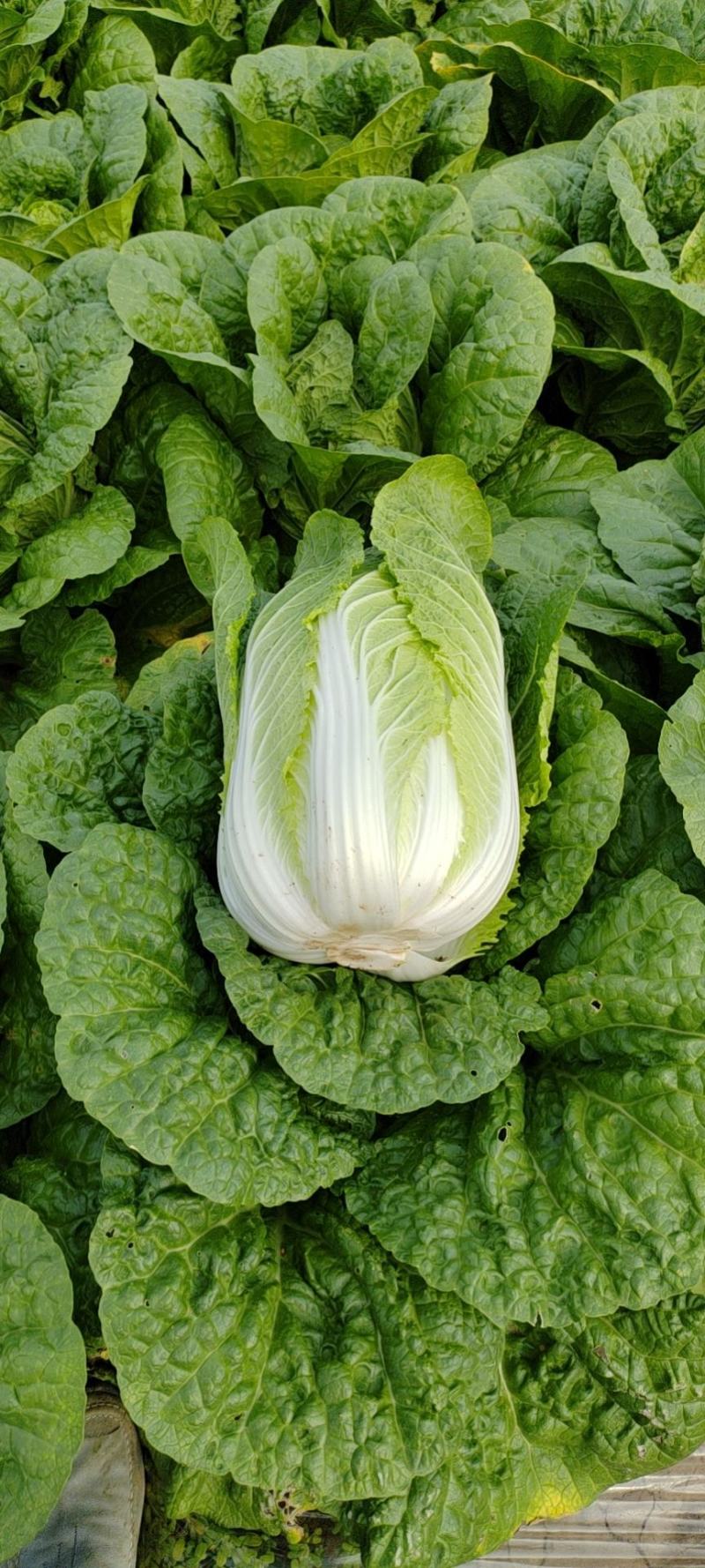 河北张家口精品大白菜，货源充足，全国发货，价格优惠