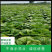 河北张家口精品大白菜，货源充足，全国发货，价格优惠