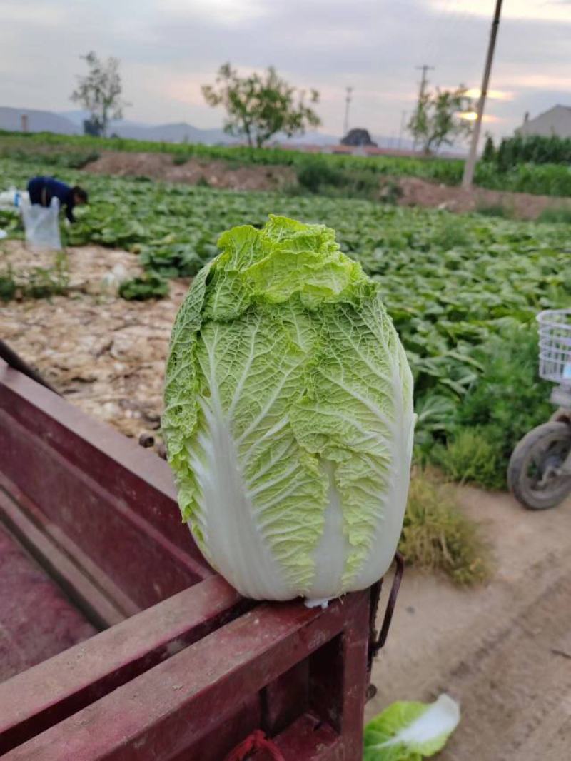 河北张家口精品大白菜，货源充足，全国发货，价格优惠