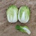 河北张家口精品大白菜，货源充足，全国发货，价格优惠