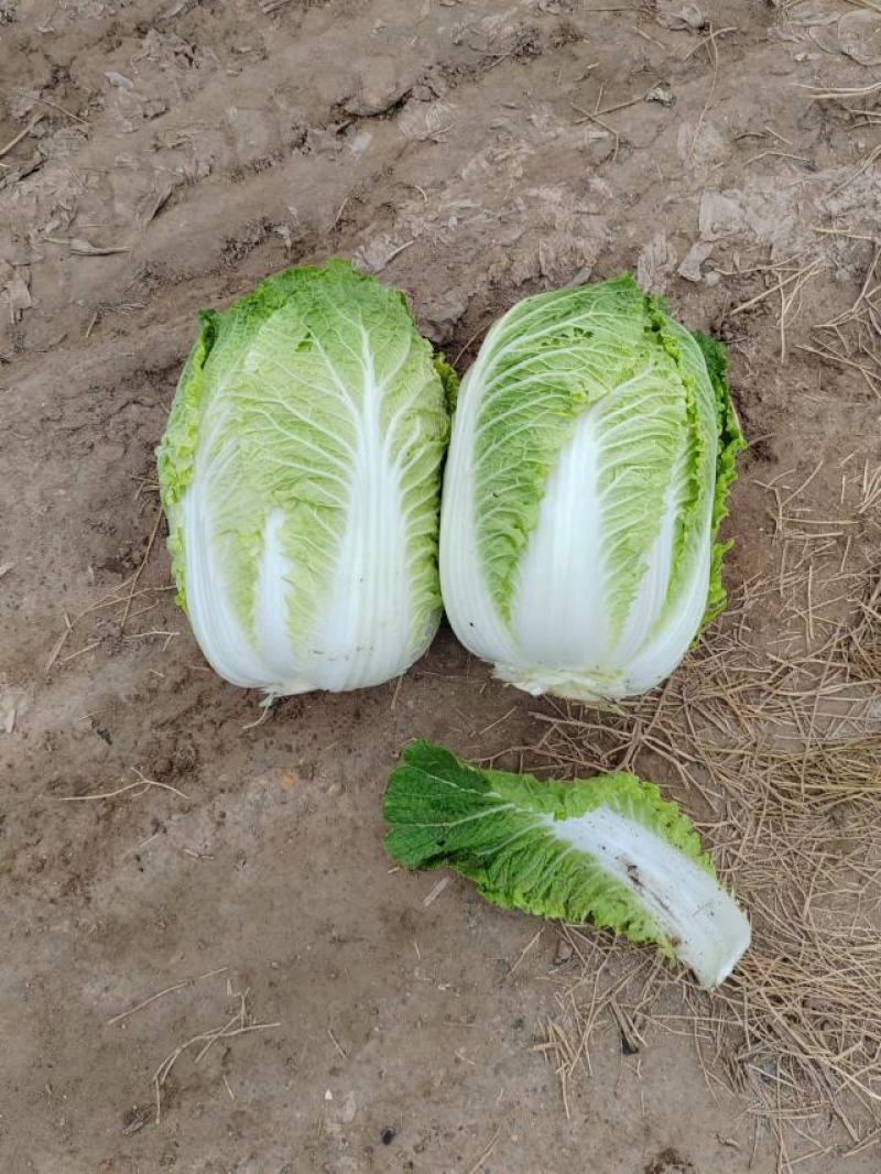 河北张家口精品大白菜，货源充足，全国发货，价格优惠