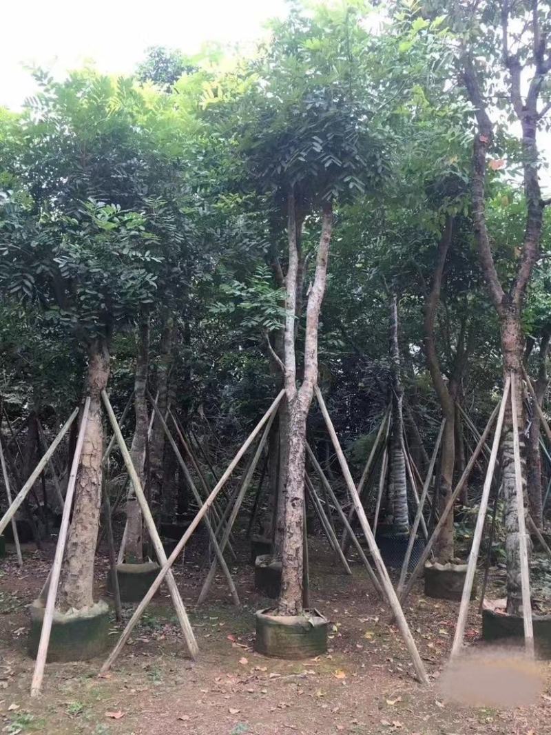 大量出售各种规格的桃花心木有须联系我质量保证