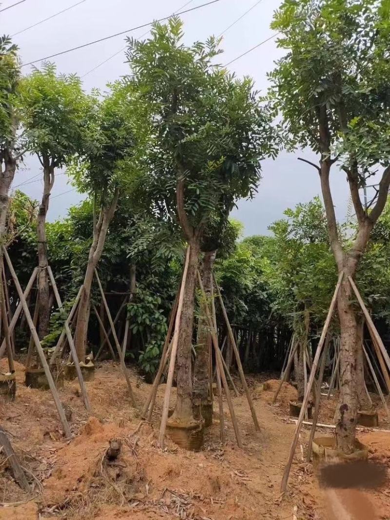 大量出售各种规格的桃花心木有须联系我质量保证