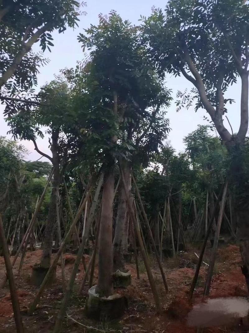 大量出售各种规格的桃花心木有须联系我质量保证