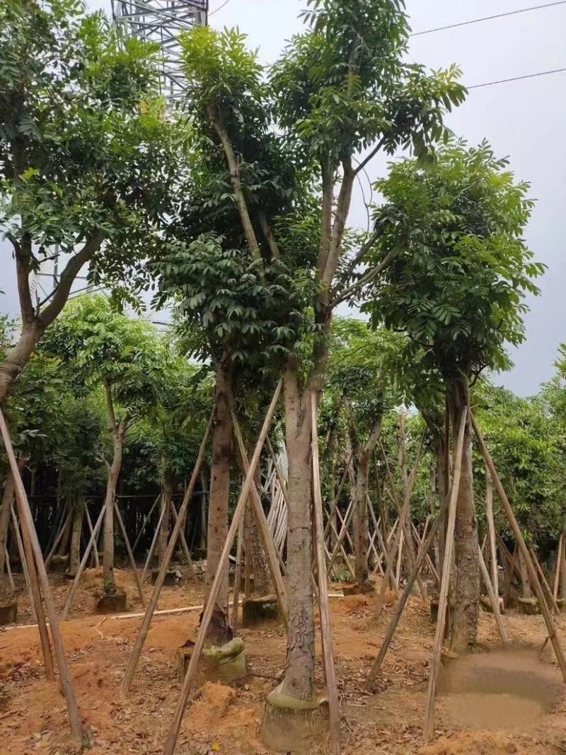 大量出售各种规格的桃花心木有须联系我质量保证