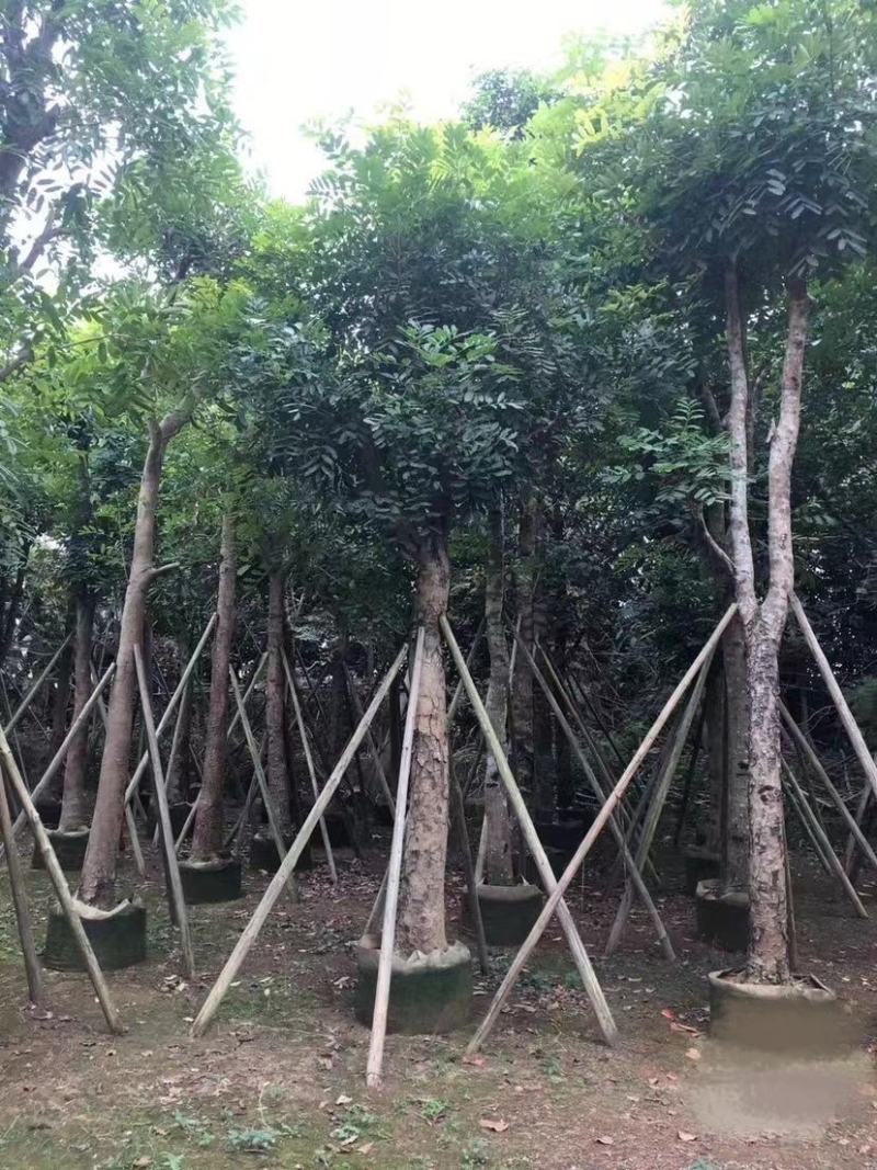 大量出售各种规格的桃花心木有须联系我质量保证