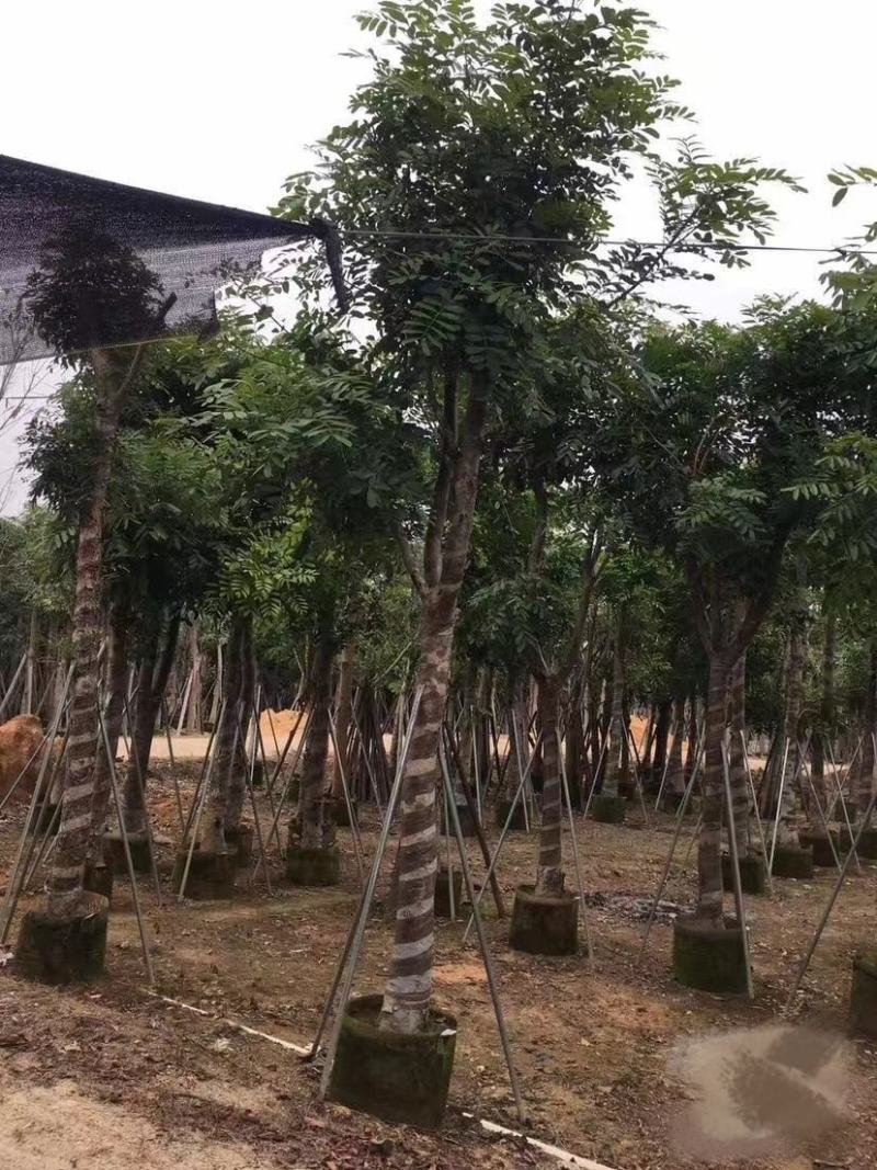 大量出售各种规格的桃花心木有须联系我质量保证