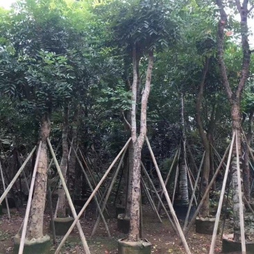 大量出售各种规格的桃花心木有须联系我质量保证