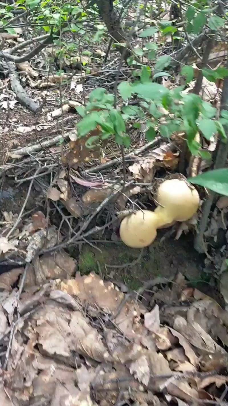 牛肝菌鲜货，烤干片