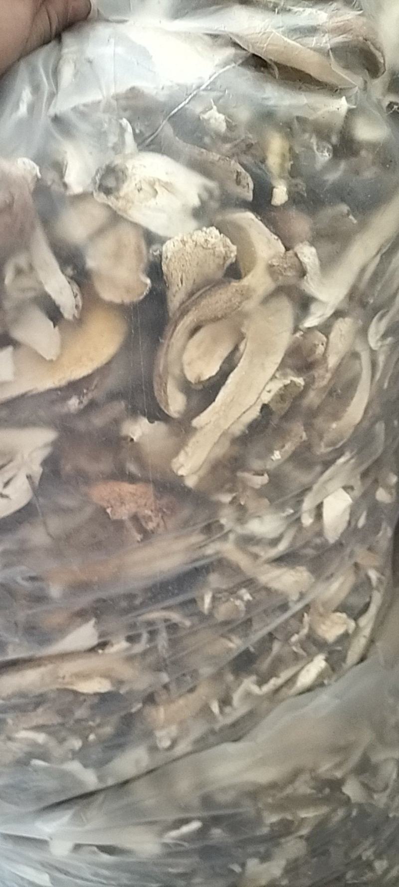 牛肝菌鲜货，烤干片