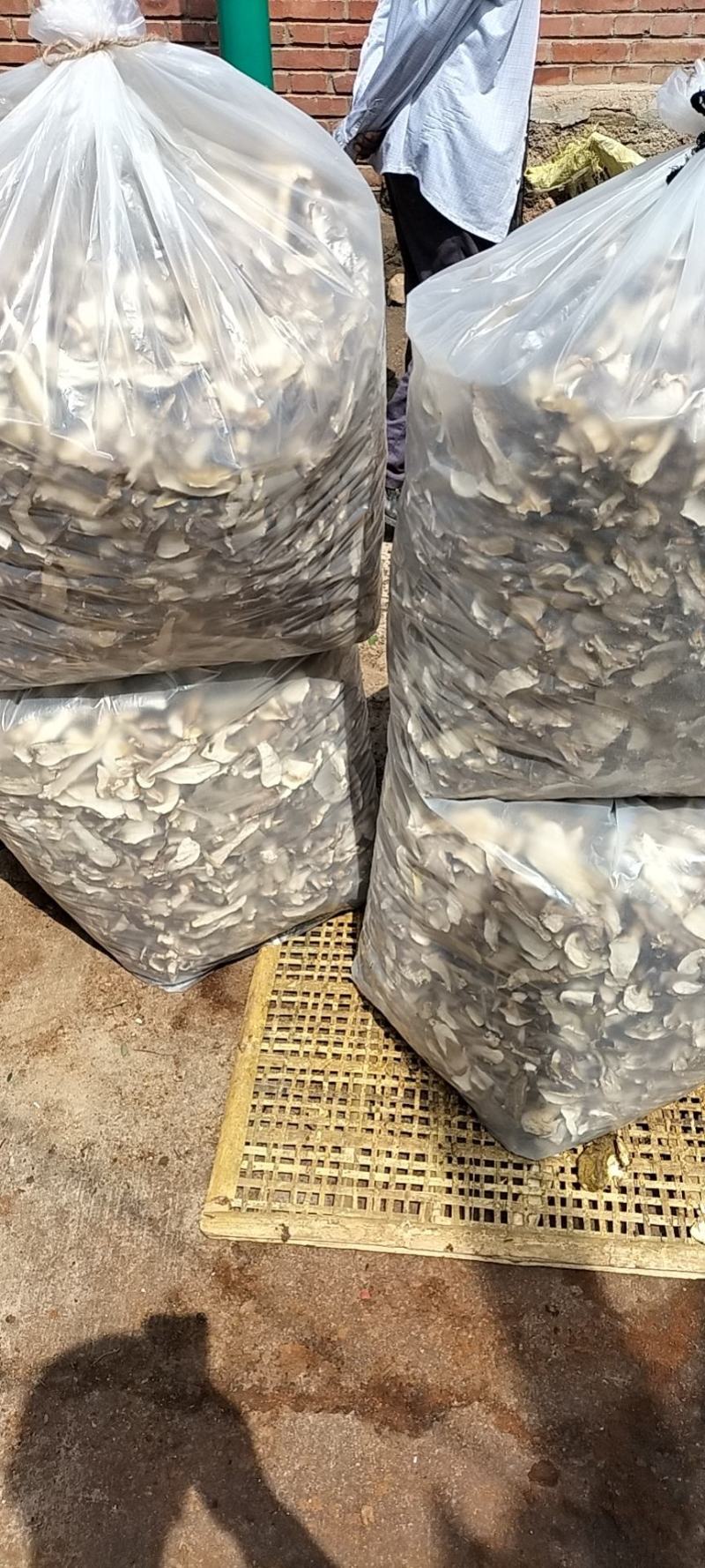 牛肝菌鲜货，烤干片