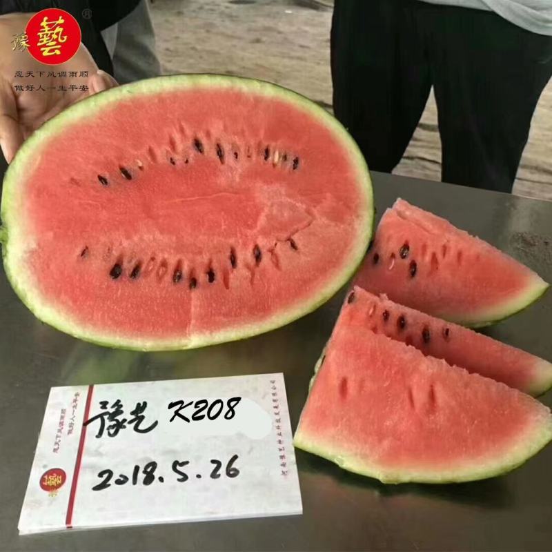 豫艺k208小果型礼品西瓜种子早熟抗病性强皮硬韧果肉大红