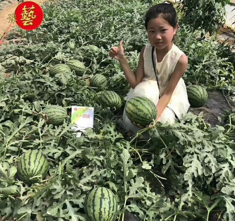 豫艺k208小果型礼品西瓜种子早熟抗病性强皮硬韧果肉大红