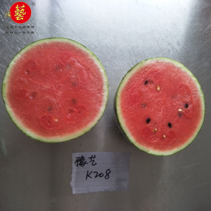 豫艺k208小果型礼品西瓜种子早熟抗病性强皮硬韧果肉大红