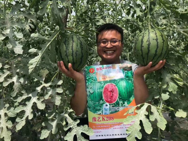 豫艺k208小果型礼品西瓜种子早熟抗病性强皮硬韧果肉大红