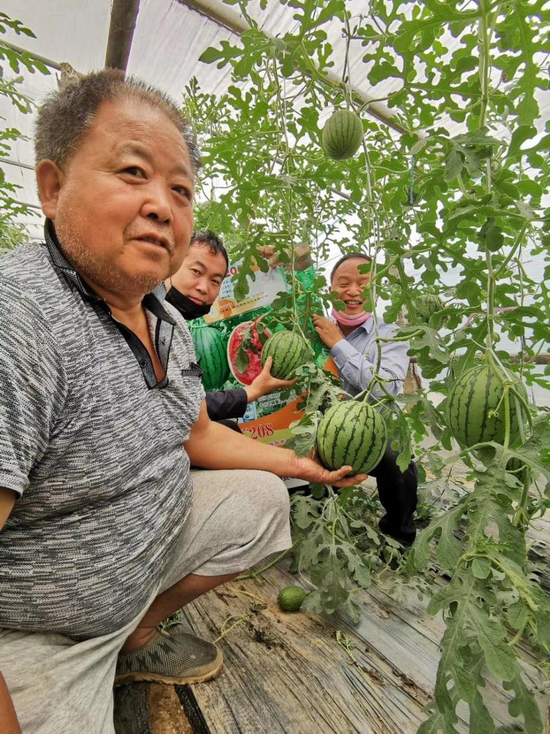 豫艺k208小果型礼品西瓜种子早熟抗病性强皮硬韧果肉大红