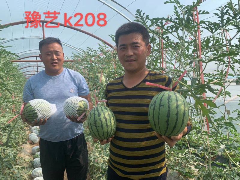 豫艺k208小果型礼品西瓜种子早熟抗病性强皮硬韧果肉大红