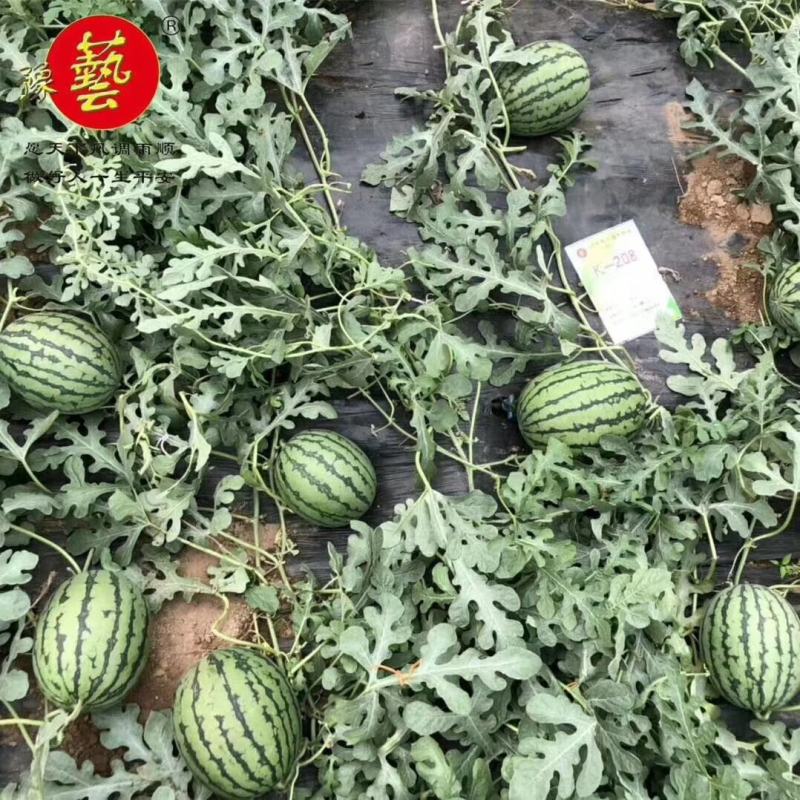 豫艺k208小果型礼品西瓜种子早熟抗病性强皮硬韧果肉大红