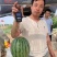 豫艺k208小果型礼品西瓜种子早熟抗病性强皮硬韧果肉大红