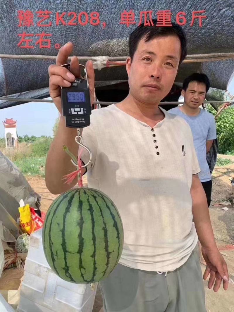 豫艺k208小果型礼品西瓜种子早熟抗病性强皮硬韧果肉大红