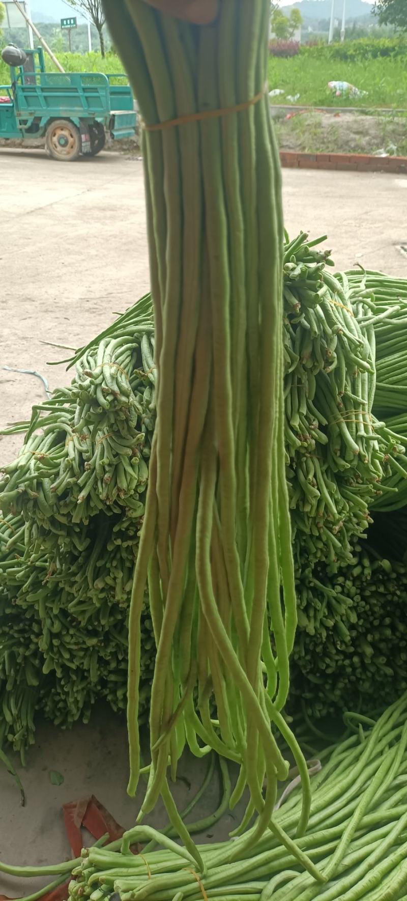 长豆