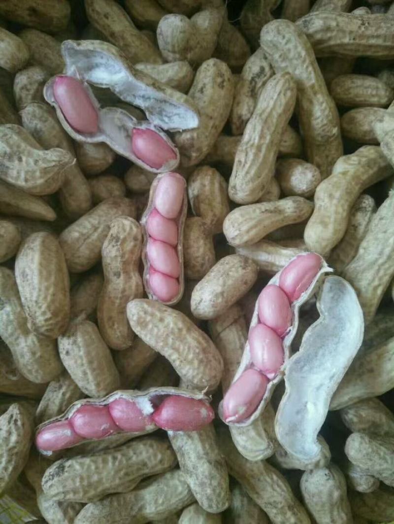 四粒红，白沙，鲜花生，常年供货，