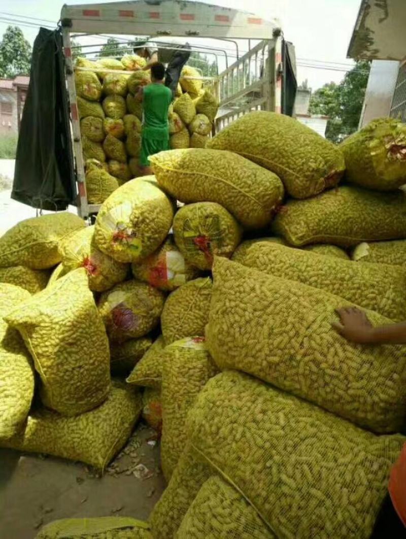 四粒红，白沙，鲜花生，常年供货，