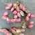 四粒红，白沙，鲜花生，常年供货，