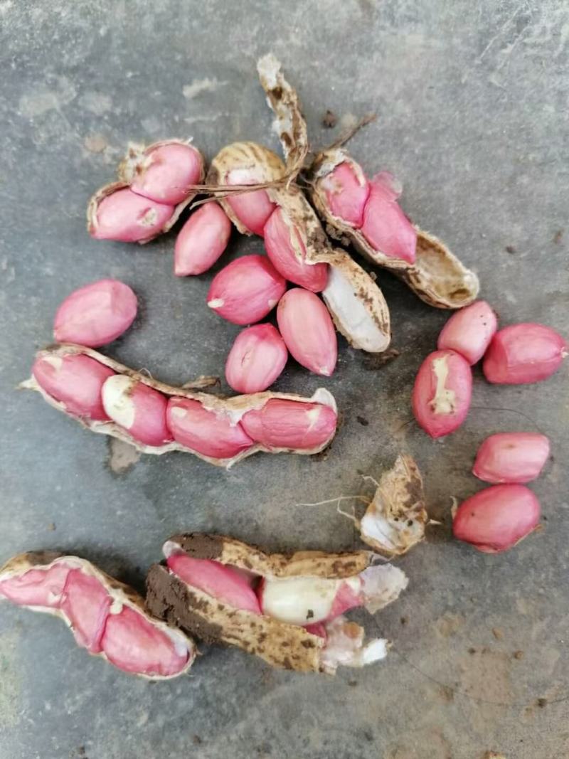 四粒红，白沙，鲜花生，常年供货，