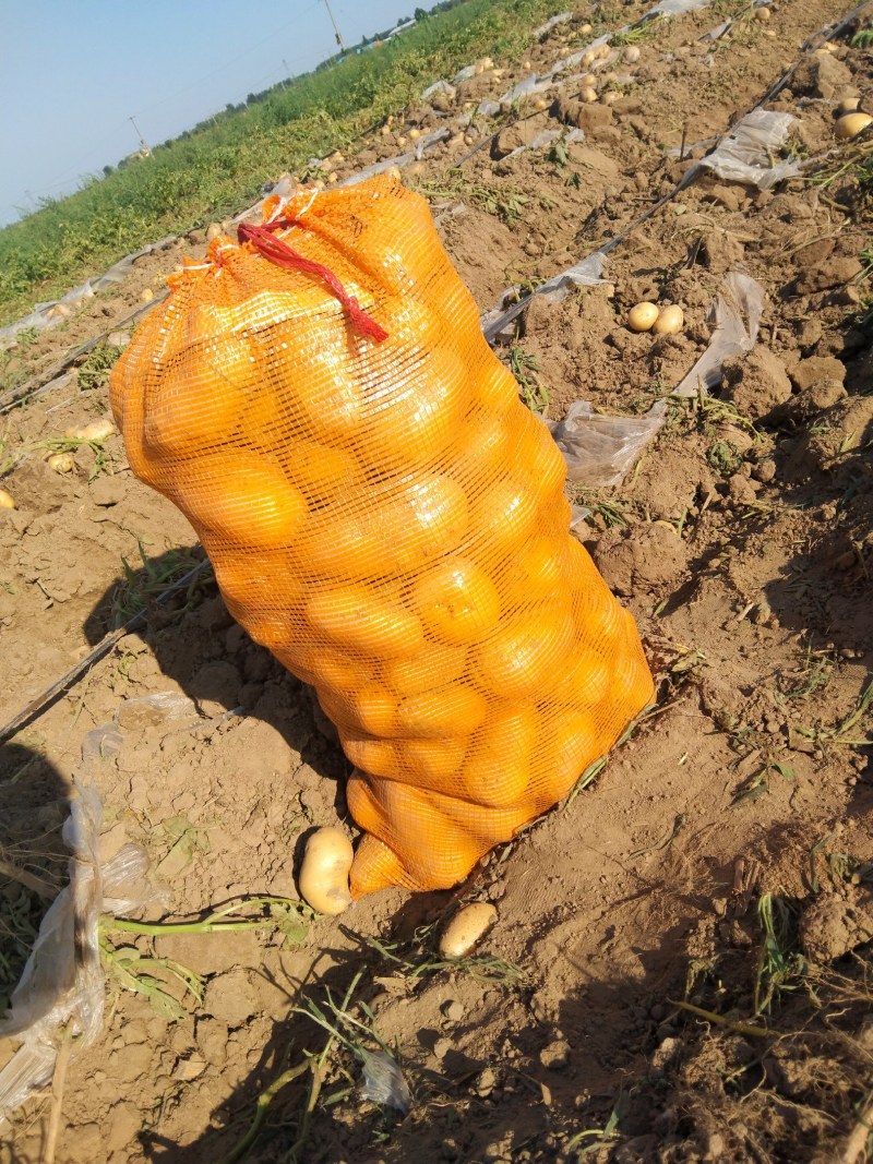荷兰十五土豆大量有货，颜色好个头大，