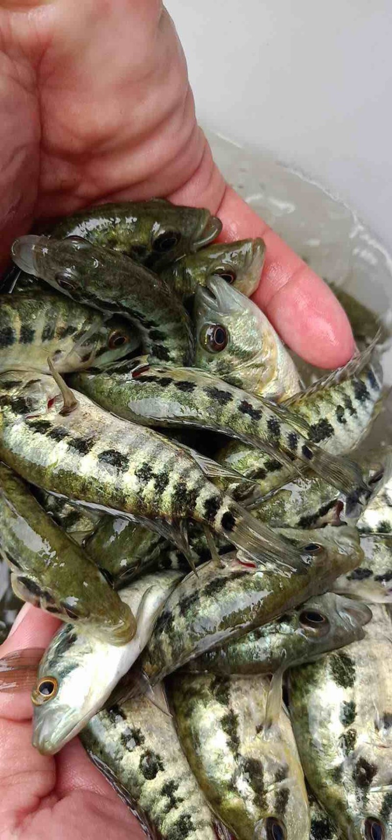 基地直销，全国发货淡水石斑鱼苗快大易活支持送货上门