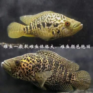 基地直销，全国发货淡水石斑鱼苗快大易活支持送货上门