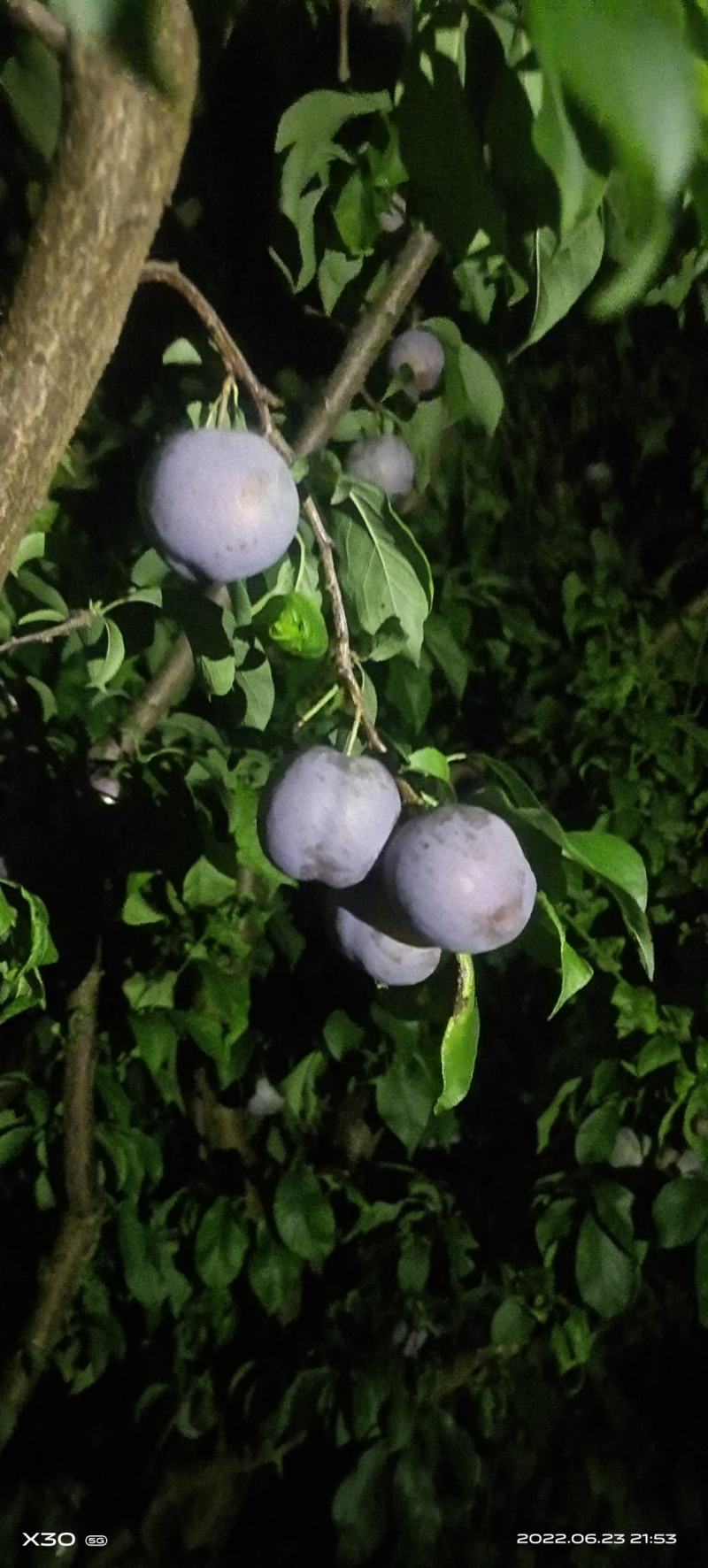 脆红李