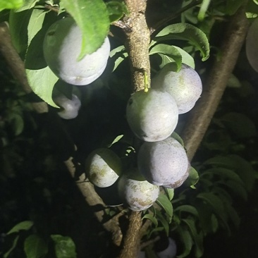 脆红李