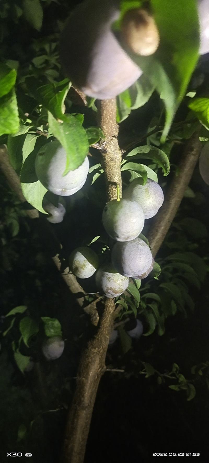 脆红李