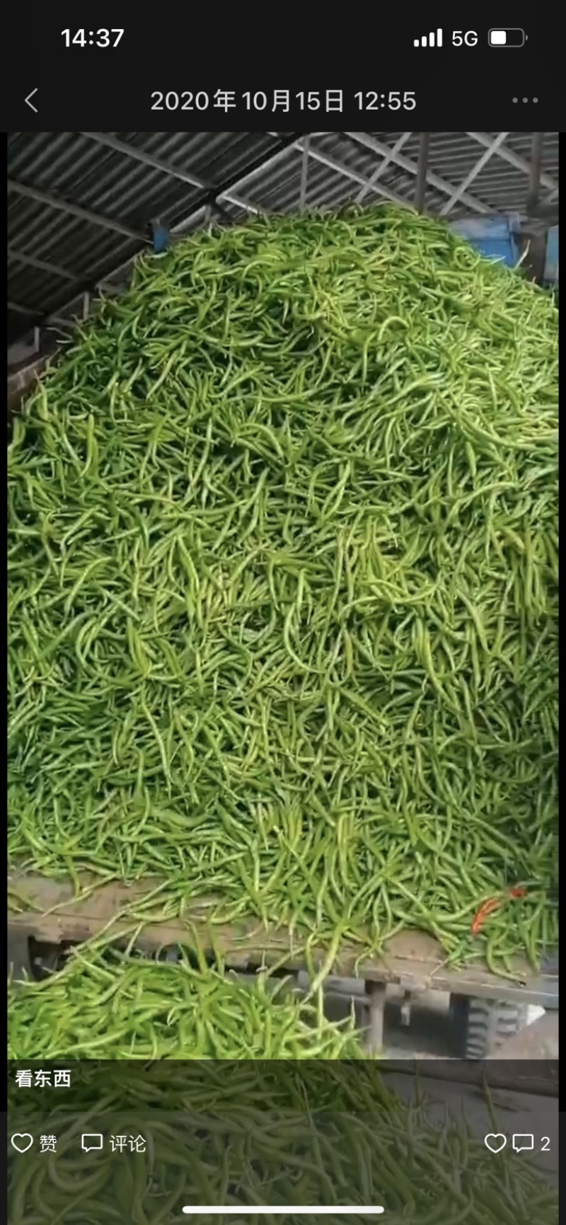 陕西渭南线椒螺丝椒保质保量欢迎老板莅临洽谈